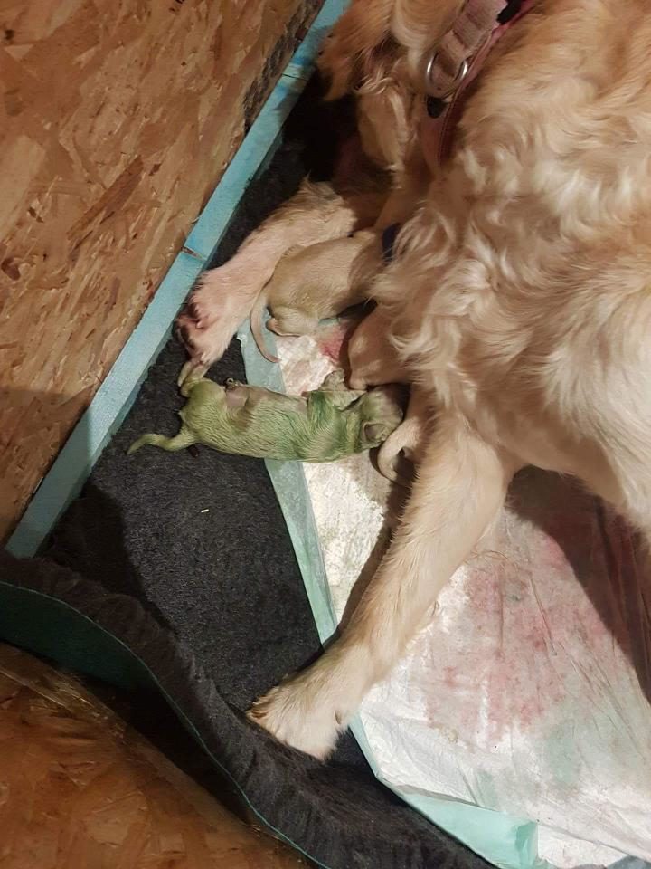 Click to enlarge green puppy