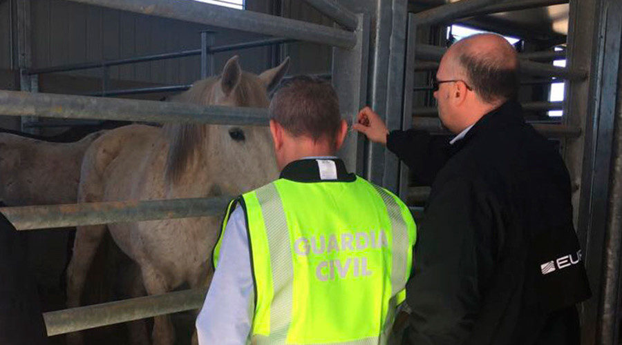 Horse meat