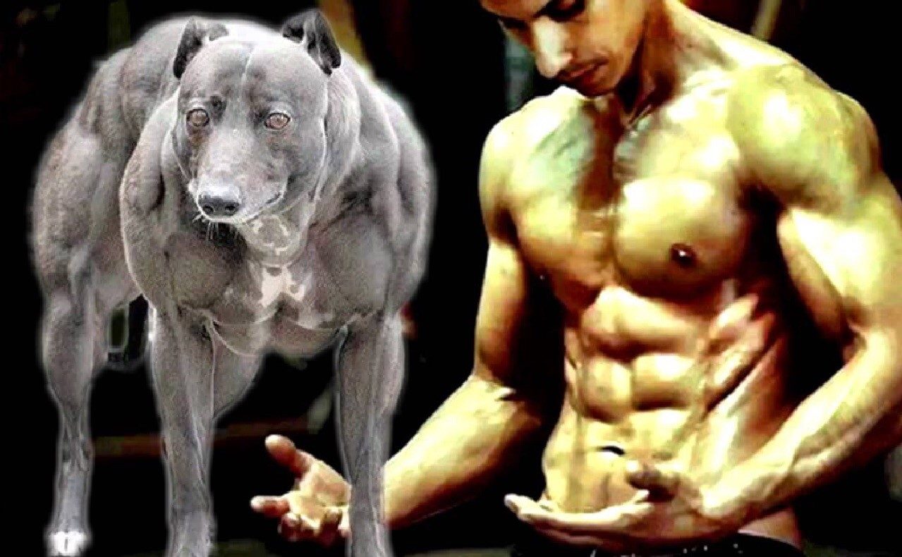 Click to enlarge genetically modified dog, GM Dog
