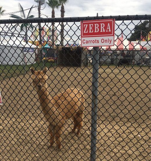 Click to enlarge Zebra