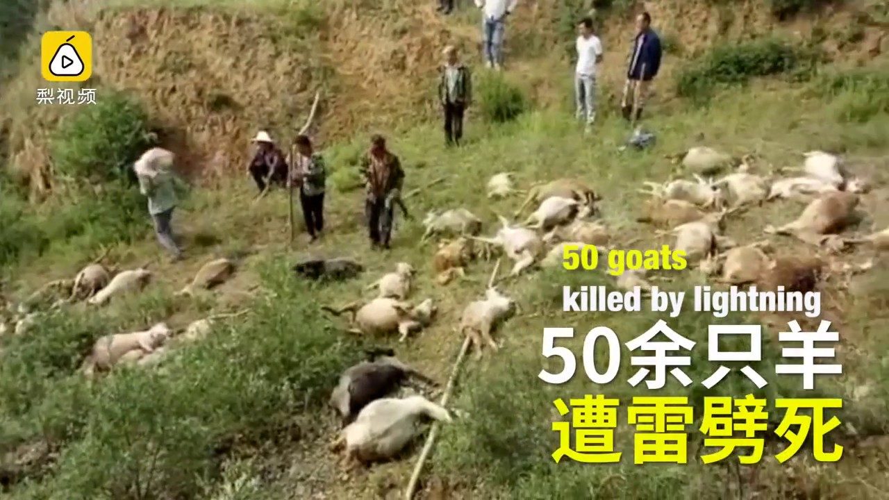 dead goats