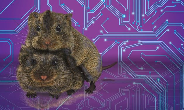 Click to enlarge Brain signals from Romantic Voles