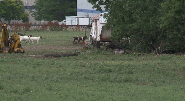 Click to enlarge goats break into louisville colorado business