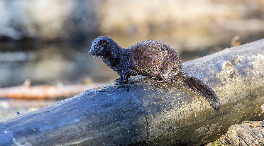 Click to enlarge mink