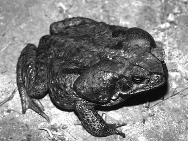 Cane toad