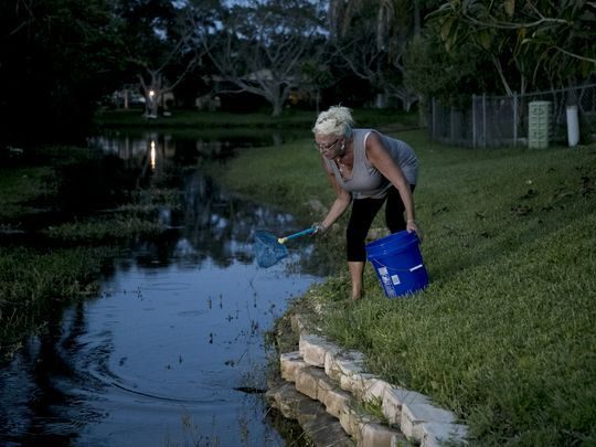Click to enlarge Sarah Hulke-Ehorn fishing for tadpoles