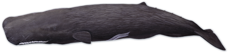 sperm whale
