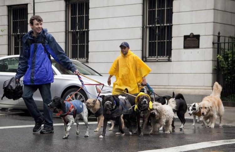 Dog walker in NYC