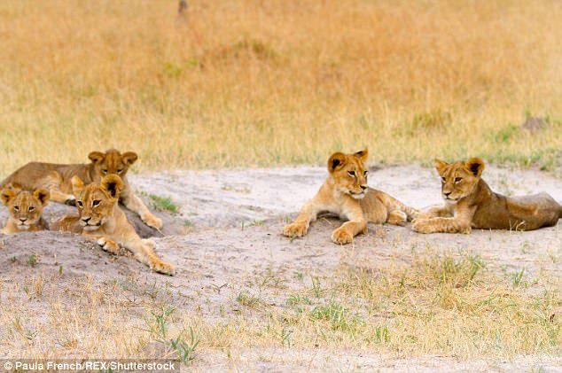 Click to enlarge Cecil's offspring