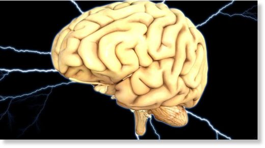 human brain