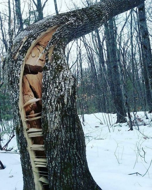 Click to enlarge Cracked tree