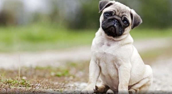 pug dog