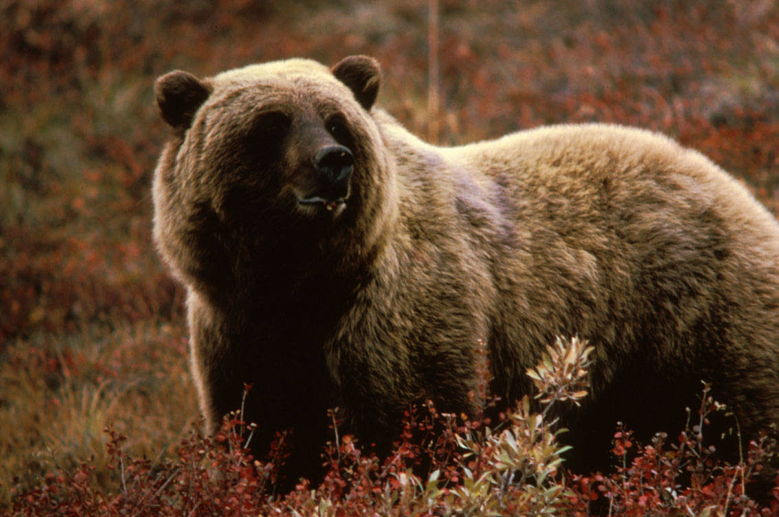 Randal Warnock from Qualicum Beach is recovering at home after being attacked by a bear (not the one pictured here) north of Vancouver Island Monday, July 17. File photo