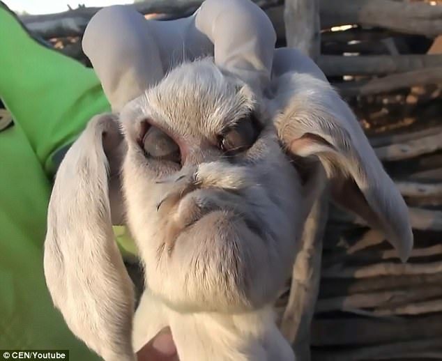 The baby goat was born in San Luis province in central Argentina this week with 'demonic' facial features, including protruding eyes and a flat face