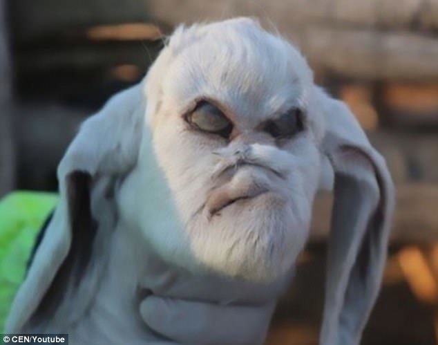 Click to enlarge Its owner Gladys Oveido said she was shocked and confused seeing the kid for the first time given its 'strange face' with 'human-like' features