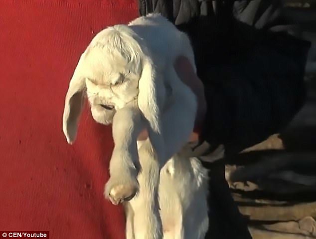 Click to enlarge The kid sadly only survived three hours after it was born. The owner said it is the first time a kid has been born in their area with a deformity