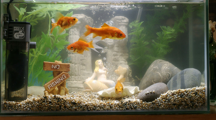 Fishtank