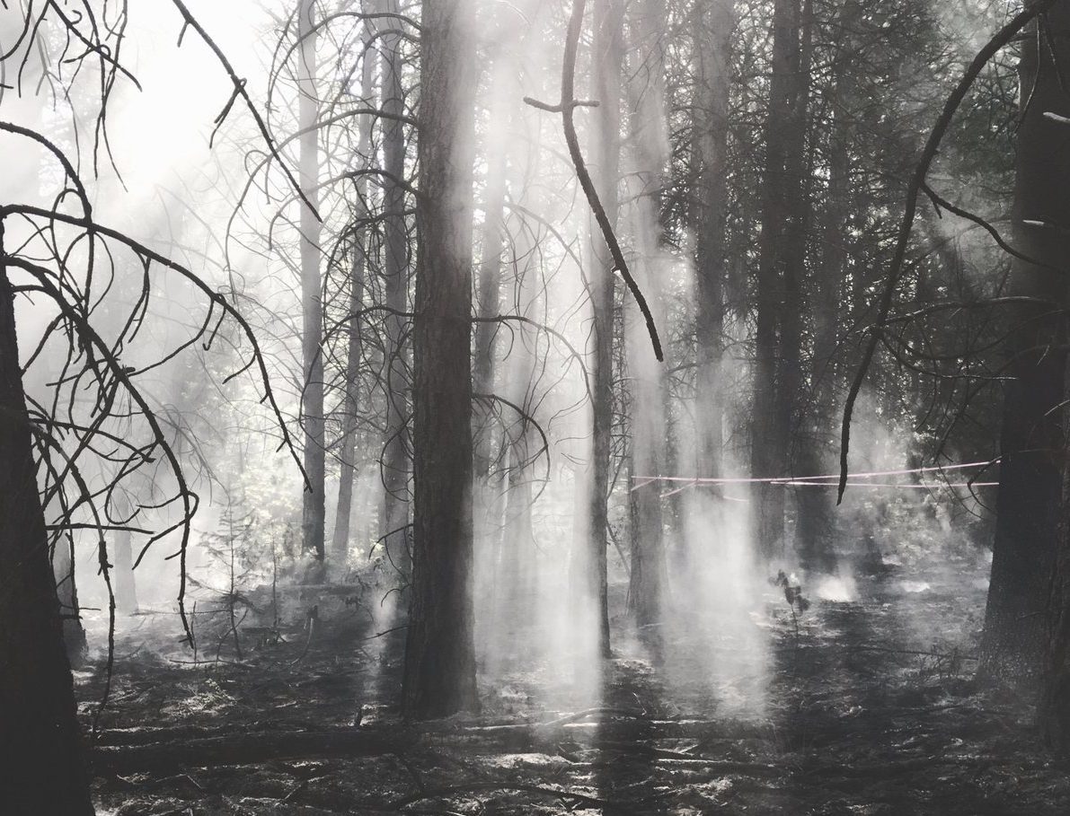 Trees burnt by raging wildfires in the central interior.