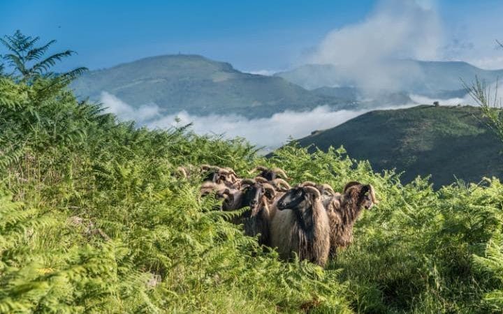 Click to enlarge Sheep