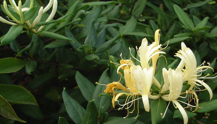 Click to enlarge honeysuckle