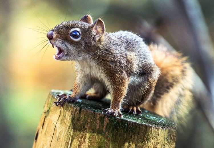 Click to enlarge angry squirrel