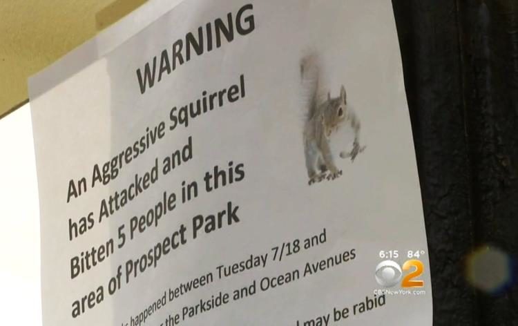 Click to enlarge aggressive squirrel warning