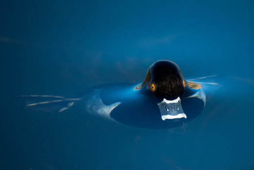 Click to enlarge Ring-necked duck
