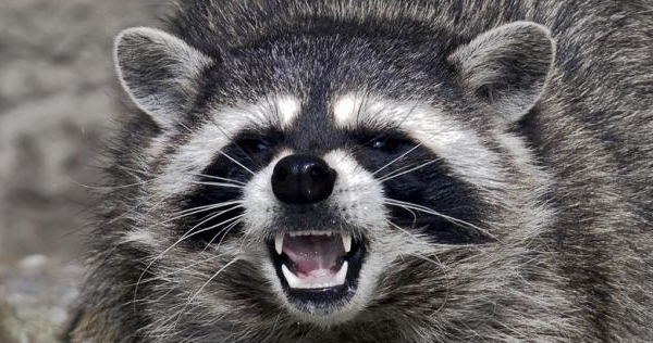 Raccoon