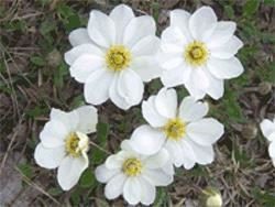 Younger Dryas flowers
