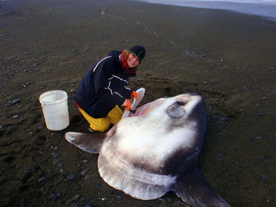 Click to enlarge slicing new fish species