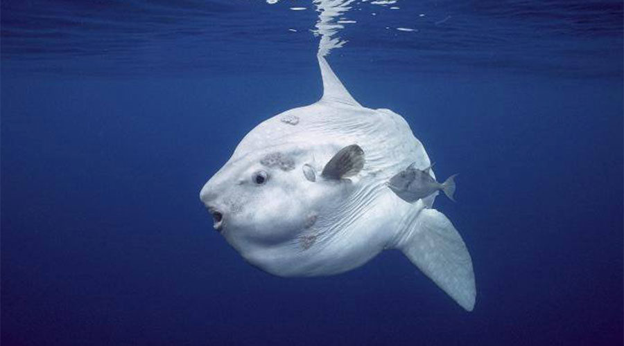 Click to enlarge new sunfish species