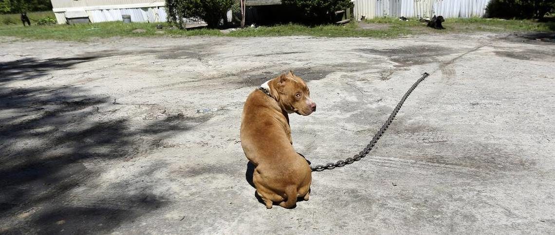 chained dog chokes heat great falls south carolina