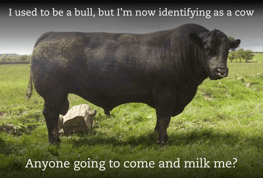 Transgender bull