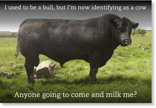 Transgender bull
