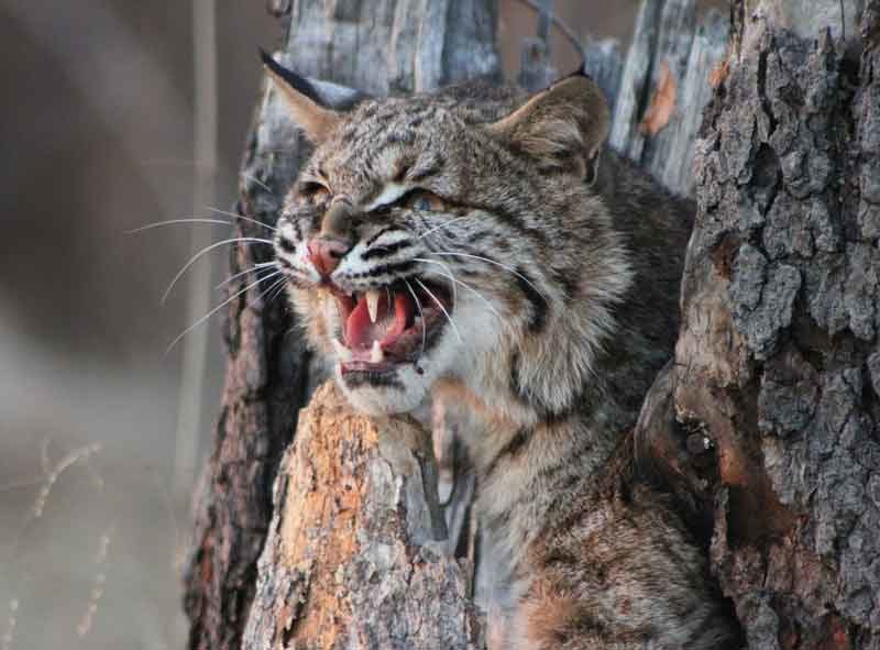 Click to enlarge bobcat