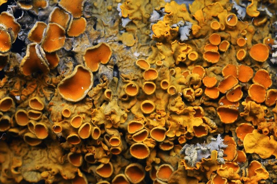 Click to enlarge Lichen