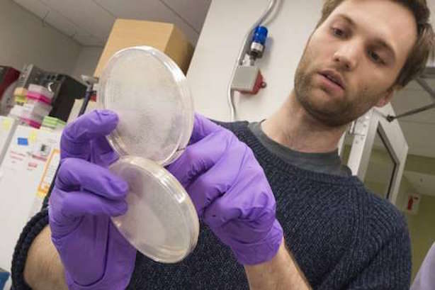 Click to enlarge NYU researchers creating man-made DNA