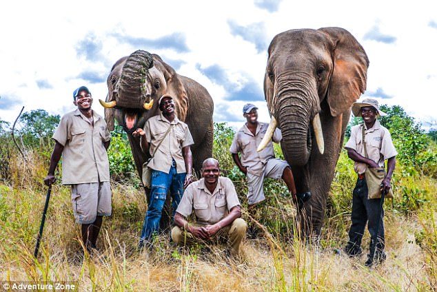 Click to enlarge Happier times: Enock Kafandada, centre, was killed by Mbanje the elephant, left, at Victoria Falls