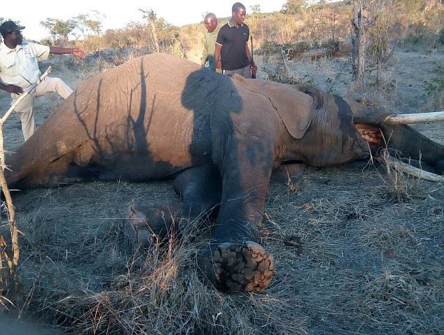 Click to enlarge The elephant called Mbanje, which translates to Cannabis, was shot dead after it was deemed he was still in a state of rage and was a danger to the public