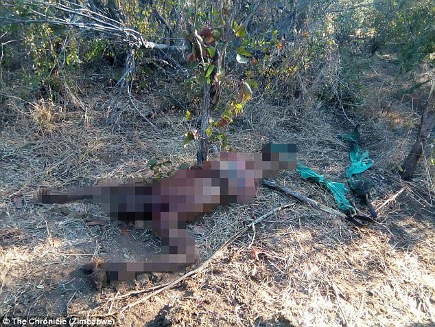 Click to enlarge The dismembered body of handler Enock Kufandada, 50, on the ground near Victoria Falls in Zimbabwe