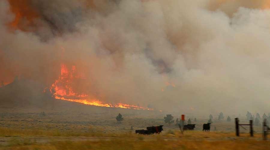 Cattle are seen near the flames of the Lodgepole Complex fire in Garfield County, Montana