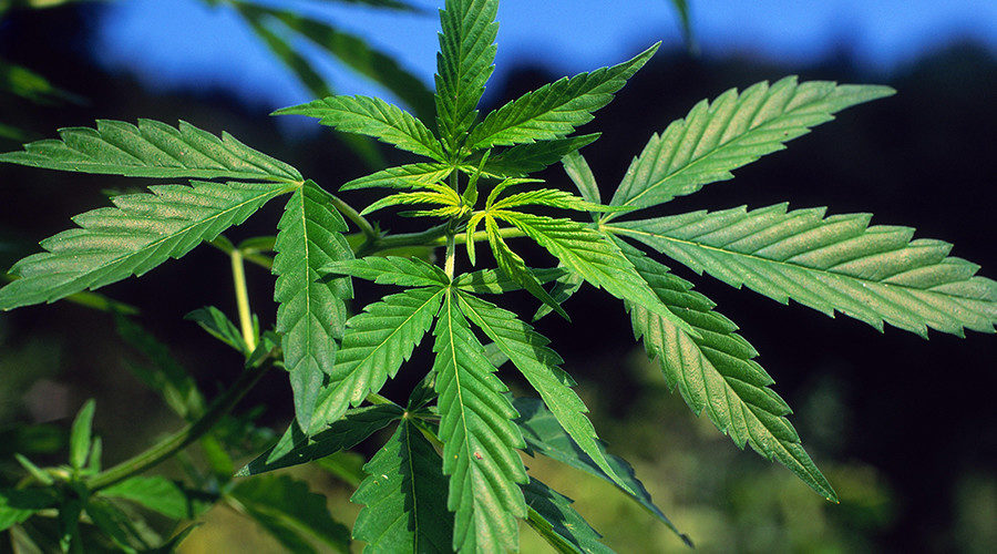 marijuana