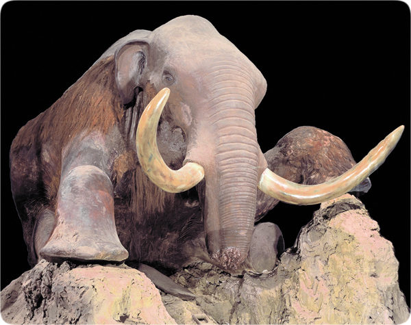 Click to enlarge The Berezovka mammoth