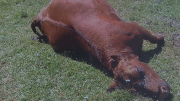 One of 10 Simmental cross-bred cattle, found dead on Blair Henry's farm Saturday.