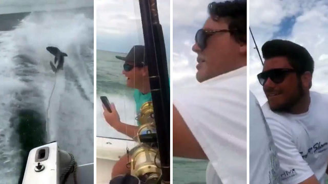 shark dragging from boat