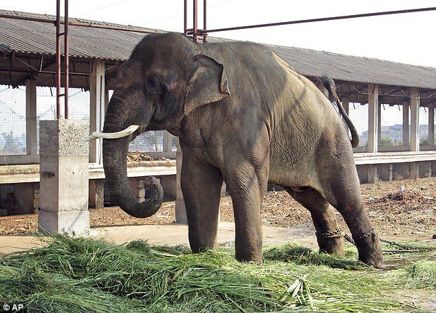 A man has been trampled to death in India after breaking into a safari park so he could take a selfie with a rescued elephant called Sunder, which rose to fame after its mistreatment at the hands of cruel keepers.