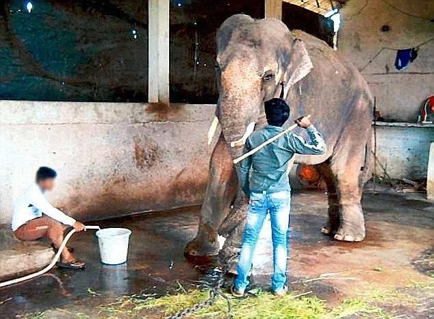 In 2013, shocking footage emerged showing the young animal being violently beaten following an undercover investigation