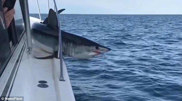 The Mako shark writhes around on the deck of the boat with its body trapped beneath the guard-rail