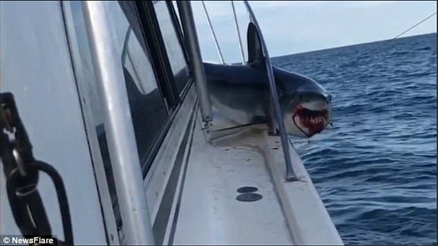 The shark's mouth became bloodied after it had bit the rail several times
