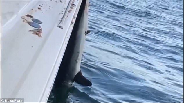 Captain Don Law, from Outlaw Fishing Charters, tied rope around the shark's fin while another crew member kept its head facing the ocean by hooking it with fishing line